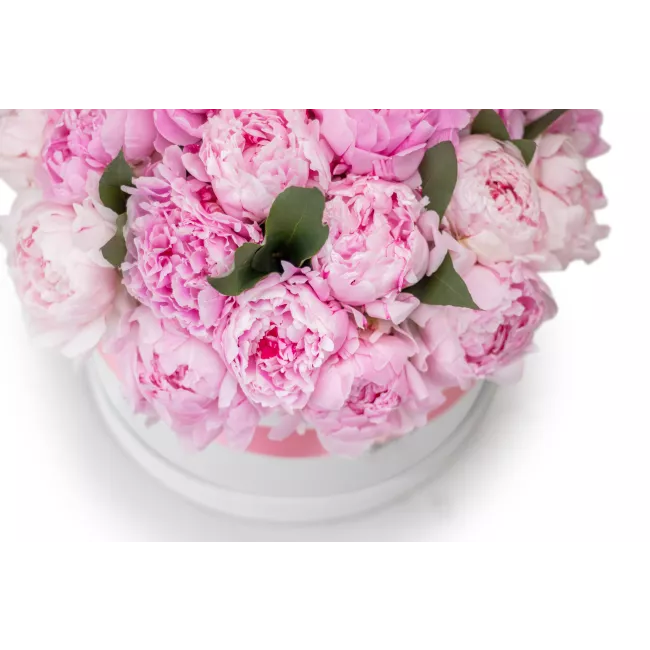 Box růžových pivoněk